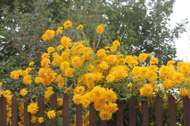 7种适合种在庭院的开花植物，皮实耐养，夏秋季节花朵开得特别多