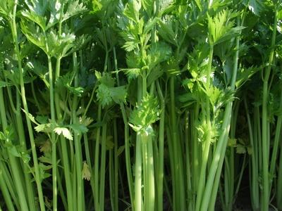芹菜根种植方法