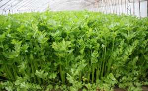 夏季大棚芹菜种植管理(大棚芹菜如何种植，需要注意哪些问题？)