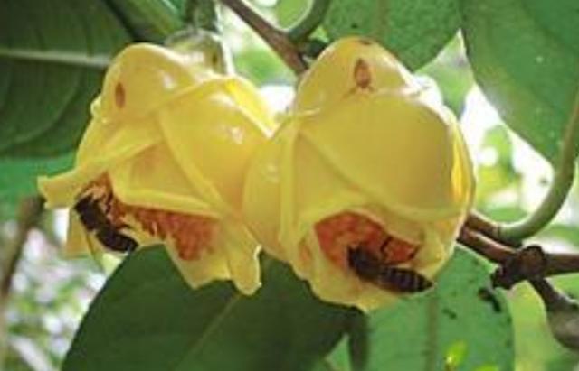 国家一级保护植物，金花茶的繁殖要点，盆栽养护管理技术