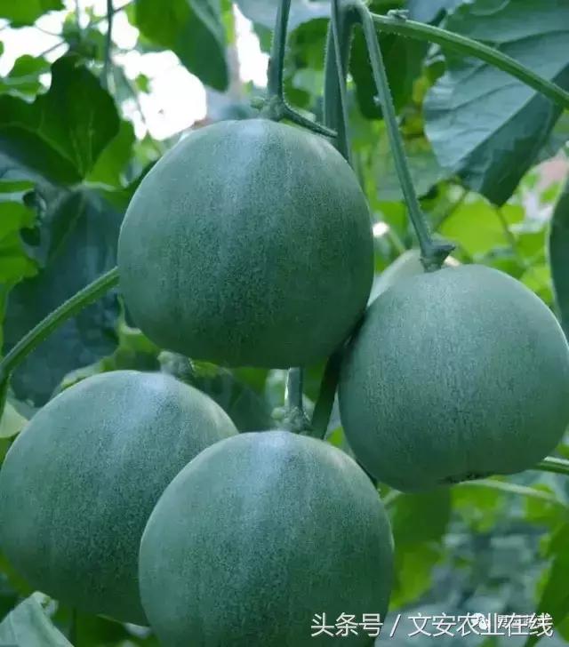 “台湾绿宝“甜瓜高产优质栽培技术！精彩不容错过
