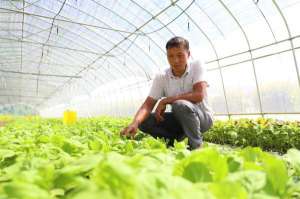 绿色蔬菜种植基地(绿叶菜卖每斤25元，客户源源不断增加上海这个蔬菜种植基地有何“魔力”？)