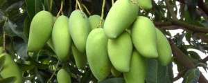 种植芒果管理技术(芒果树怎么种？)