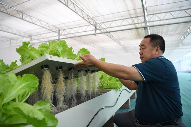 （经济）河北饶阳：打造京津高品质蔬菜供应基地