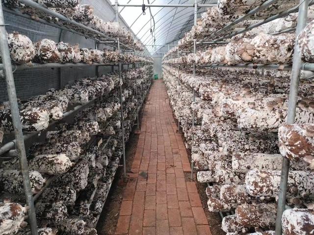 淄博市博山区：小香菇撑起村民增收“致富伞”