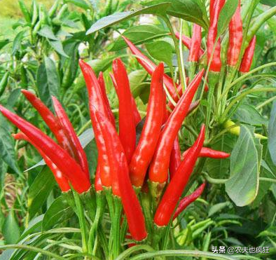 辣椒中的战斗机：朝天椒是怎么种植的？现在还能种植朝天椒吗？
