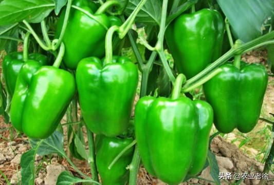 青椒种植时间以及栽培技术有哪些？