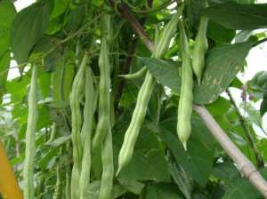 矮菜豆种植(菜豆的高效种植，掌握正确栽培方法很关键，轻松种出优质丰产)