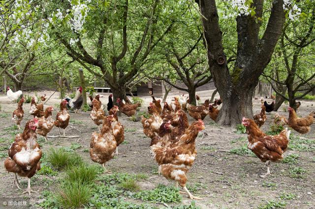 农村养鸡的发展前景怎么样？应该注意些什么？