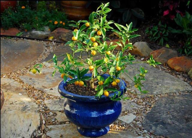 “四季栽培”养金橘，轻松实现夏日观花、冬日观果