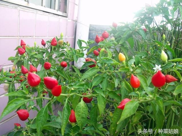 五彩椒的种植方法，春天在家里种几棵，整个院子都会增色不少