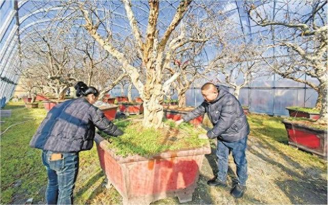 “石榴景色”生意隆，枣庄冠世榴园内石榴盆栽进入生产季
