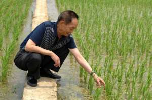 竹子种植成本(竹子和水稻杂交的新型竹稻，可长到2米，亩产千公斤却卖到20元1斤)