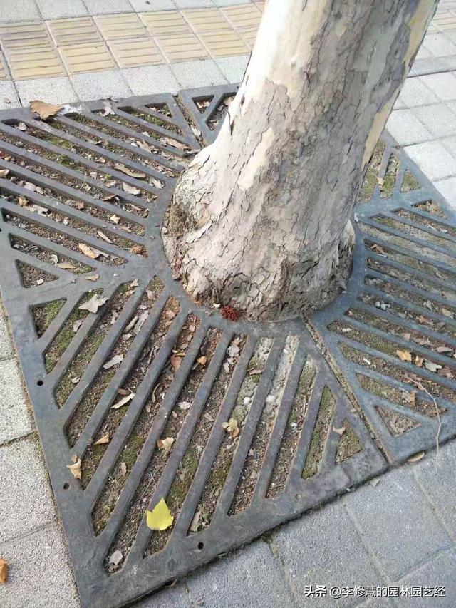 硬化铺装地面的树木移植技术