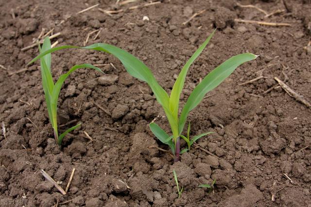 春玉米种得越早，产量就越高？其实是错的！3点技巧要记牢