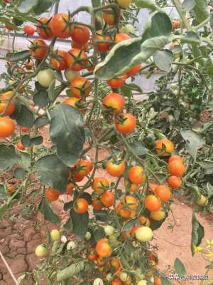 樱桃番茄种植方法(樱桃番茄怎么种？怎么整枝打杈，怎么浇水施肥，一亩种多少棵合适)