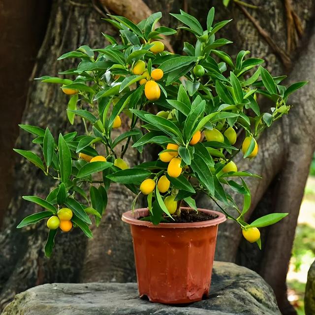 “四季栽培”养金橘，轻松实现夏日观花、冬日观果