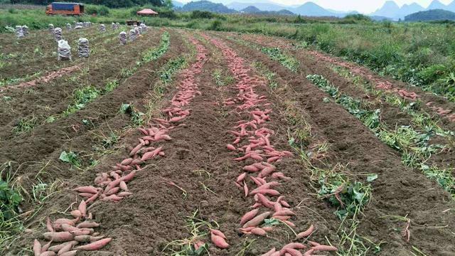 红薯应该什么时候种？专家告诉您合理种植时间，避免踩雷优收增产
