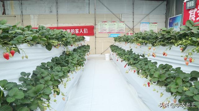 草莓立体栽培好处多？利用空间产量高！但不是越多层数越好的