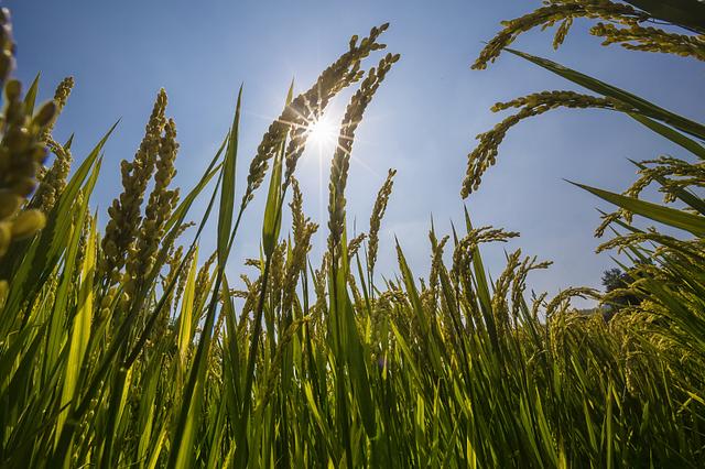一亩耕地租金500元，种植小麦和玉米利润够租金吗？