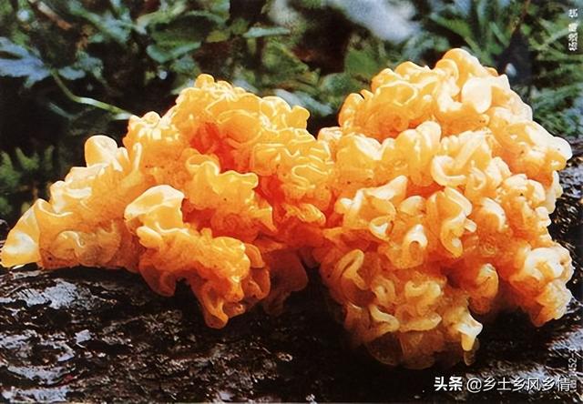 菌类新贵族——金耳菌的种植技术