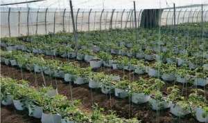 番茄树种植技术(番茄换个方法种植，高产又省工，管理技巧要掌握好)