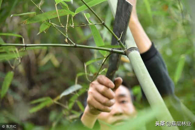 农村常用的竹子栽植方法，竹子这样种，成活有保障