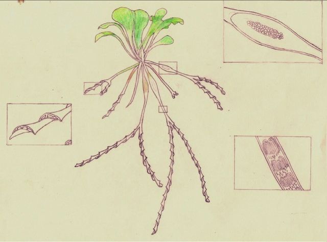 「科学馆」特立独行的植物-肉食植物独特的进食方式