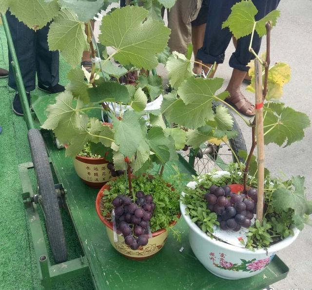 阳台种葡萄有“2技巧”，果子一串串，好吃好看美味，比养花有趣