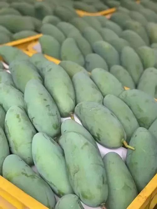 广西百色市的桂七芒果有什么特点，对种植气候有什么要求？