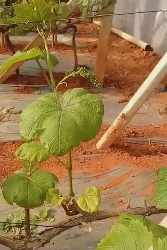 大棚葡萄种植户最想学升温后管理技术！促早栽培、早上市！