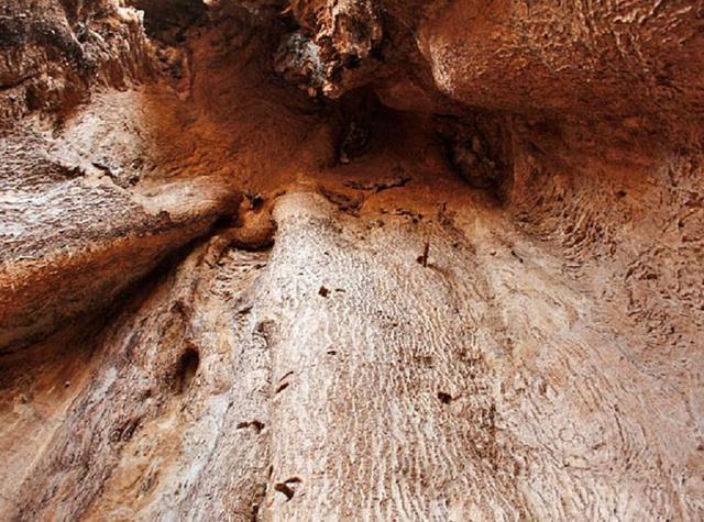 猴面包树寿命可达5000年，能吃能喝又能住，引进中国后却大变样？