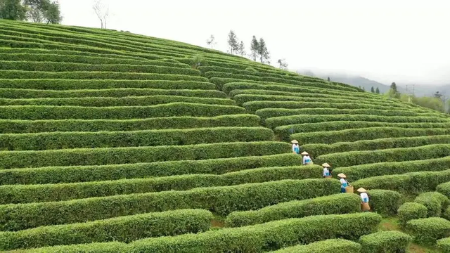 茶叶百科：茶树对生长环境有哪些特殊要求？