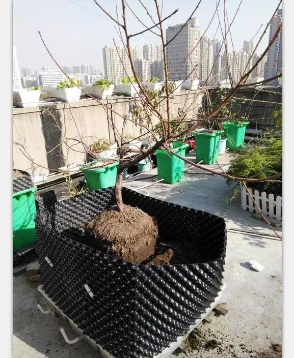 用二培箱栽种果树的简便方法