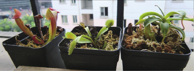 「科学馆」特立独行的植物-肉食植物独特的进食方式