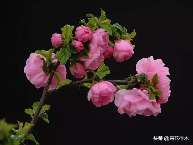 榆叶梅（小桃红）的鉴赏与栽培养护