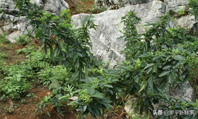 罗平长底乡试种青花椒成功，今年将推广种植600亩