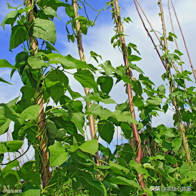 芸豆如何种植才能提高产量？它这些生长特性和管理技巧要知道！