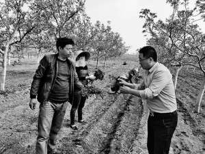 在心田里种植(三岔镇苹果树下套种丹参助农增收   亩产可达600多斤 每亩可获利1500元)