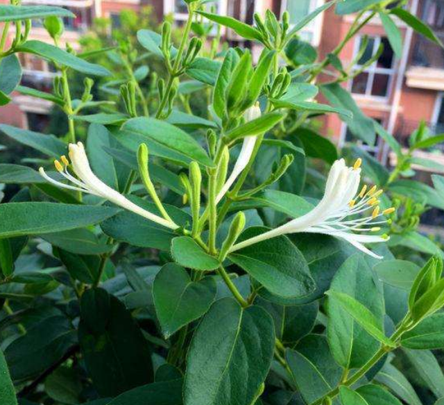 养金银花盆栽，简单4步，每年开出香香的小花，花期延长