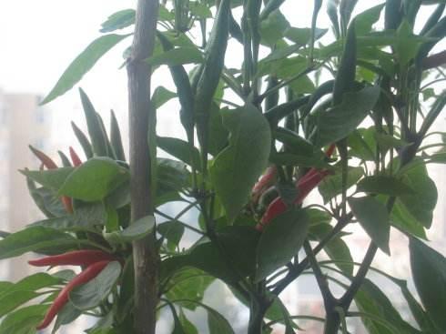 家里养“盆栽辣椒”，3个小技巧，一棵结80多个，养一盆够吃了