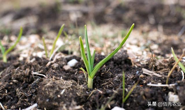 大蒜几月份下种好？3个种植技巧，能减少病虫草害，还能提高产量