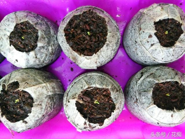 美过月季、康乃馨的洋桔梗，原来播种起来这么容易！