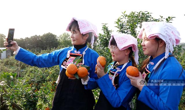 广西南丹：种植黄金果 带动乡村游