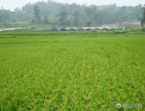 水稻种植利润(当前农村规模化种植水稻前景如何，还有多少利润空间)