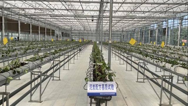 用上“黑科技”！智能化标准化栽培模式提升草莓品质