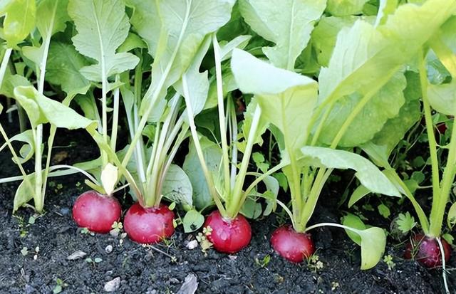 进入4月份，5类蔬菜都可以种植了，想种菜的朋友看看吧