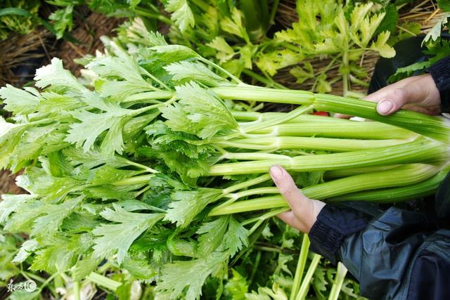 芹菜种植技术，操作简单，产量高效益好！