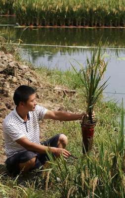 水稻水上种植(“漂浮水稻”4天长05米亩产破千斤，水面种稻水下养鱼，挣双份钱)