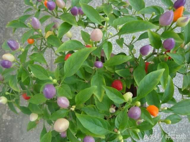 五彩椒的种植方法，春天在家里种几棵，整个院子都会增色不少